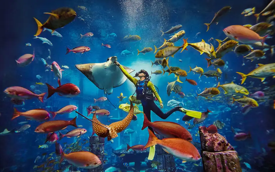 Scuba Dive