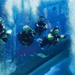 Scuba Dive