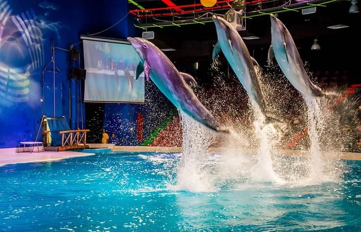 Dubai Dolphinarium | Attractions in Dubai | Tick Your List | Dubai