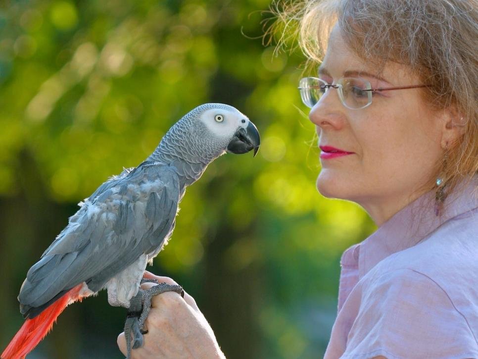 mandai bird park opening date